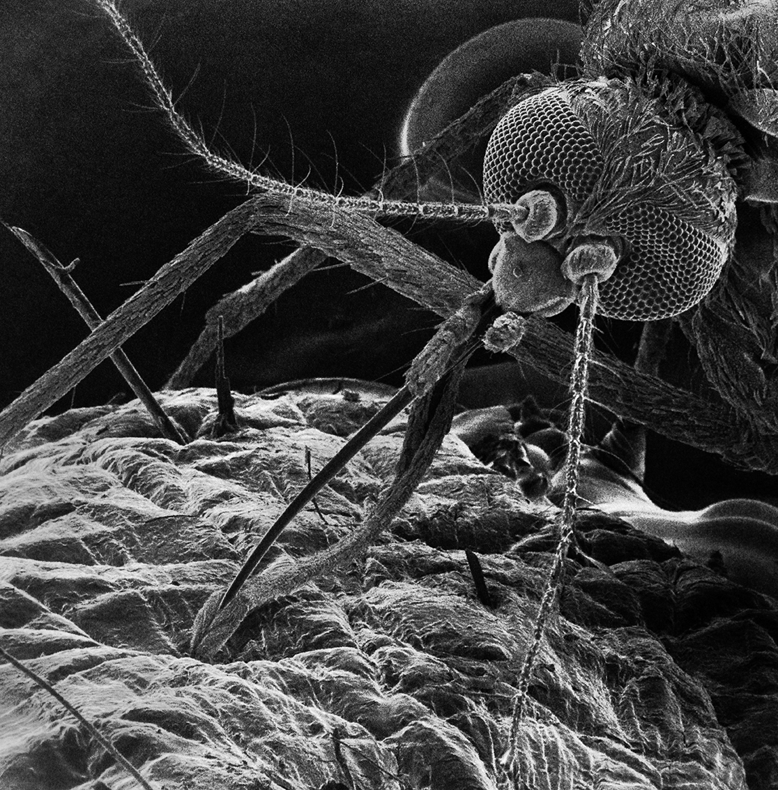 Microskopisk bild av en mygga.