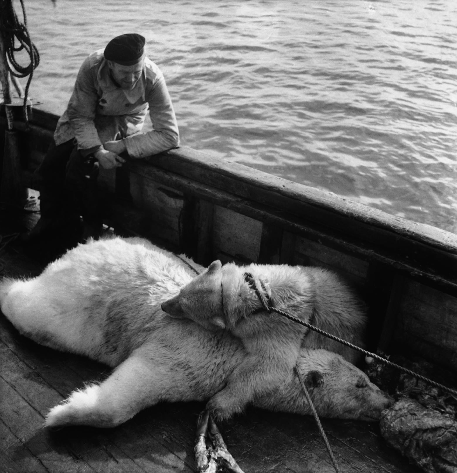 Två bundna och till sysnes döda isbjörnar ligger på durken i ett skepp. En man står lutad mot relingen och tittar på björnarna.